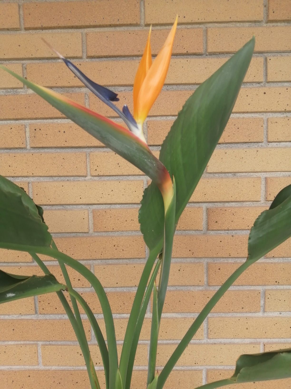 Estrelicia Reginae a dar flor.