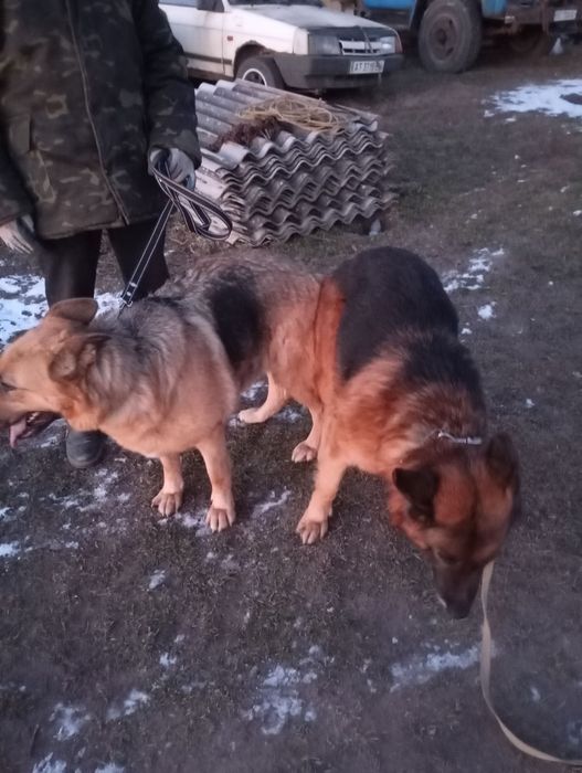 Вязка Німецької Вівчарки