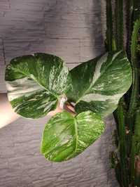 Monstera variegata SZCZYT 9