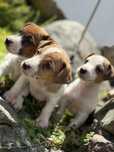 Jack Russell Terrier gotowe do odbioru