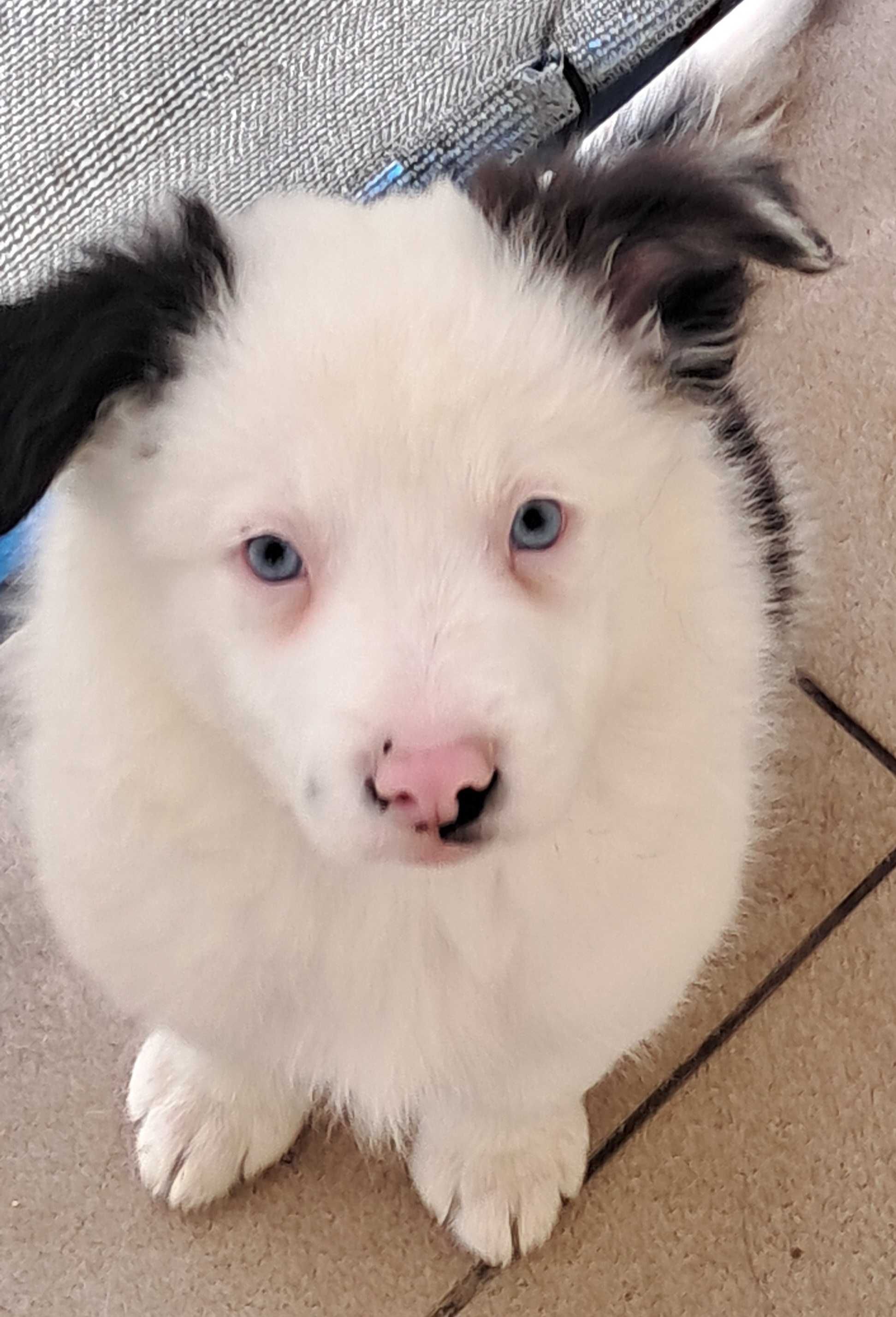 Szczenię Border Collie  Blue Merle Kutno