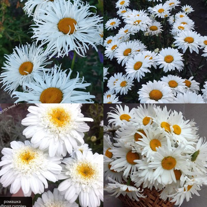 Шавлія дібровна синьо-фіолетова (шалфей)