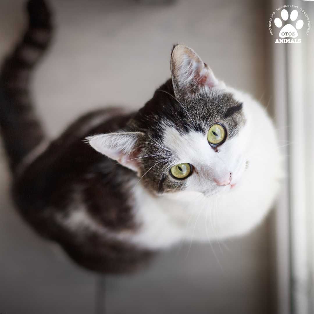 Przekochany kocurek Jędruś do adopcji!