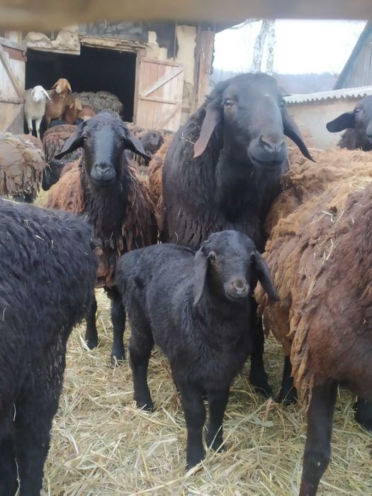 Вівці курдючної породи для розведення.
