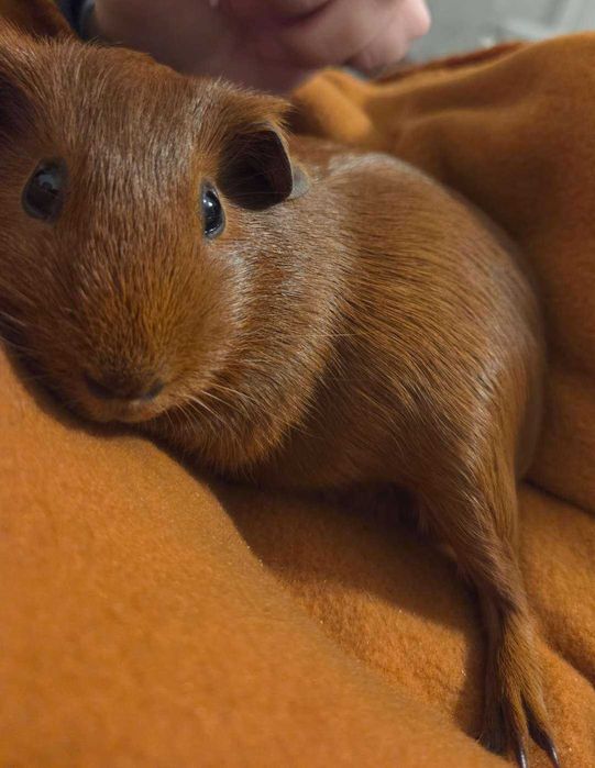 Роскошные морские свинки, гладкошерстные, эксклюзивного окраса