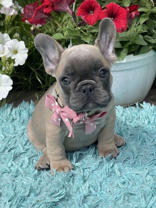 Шикарна  ДІвчинка,