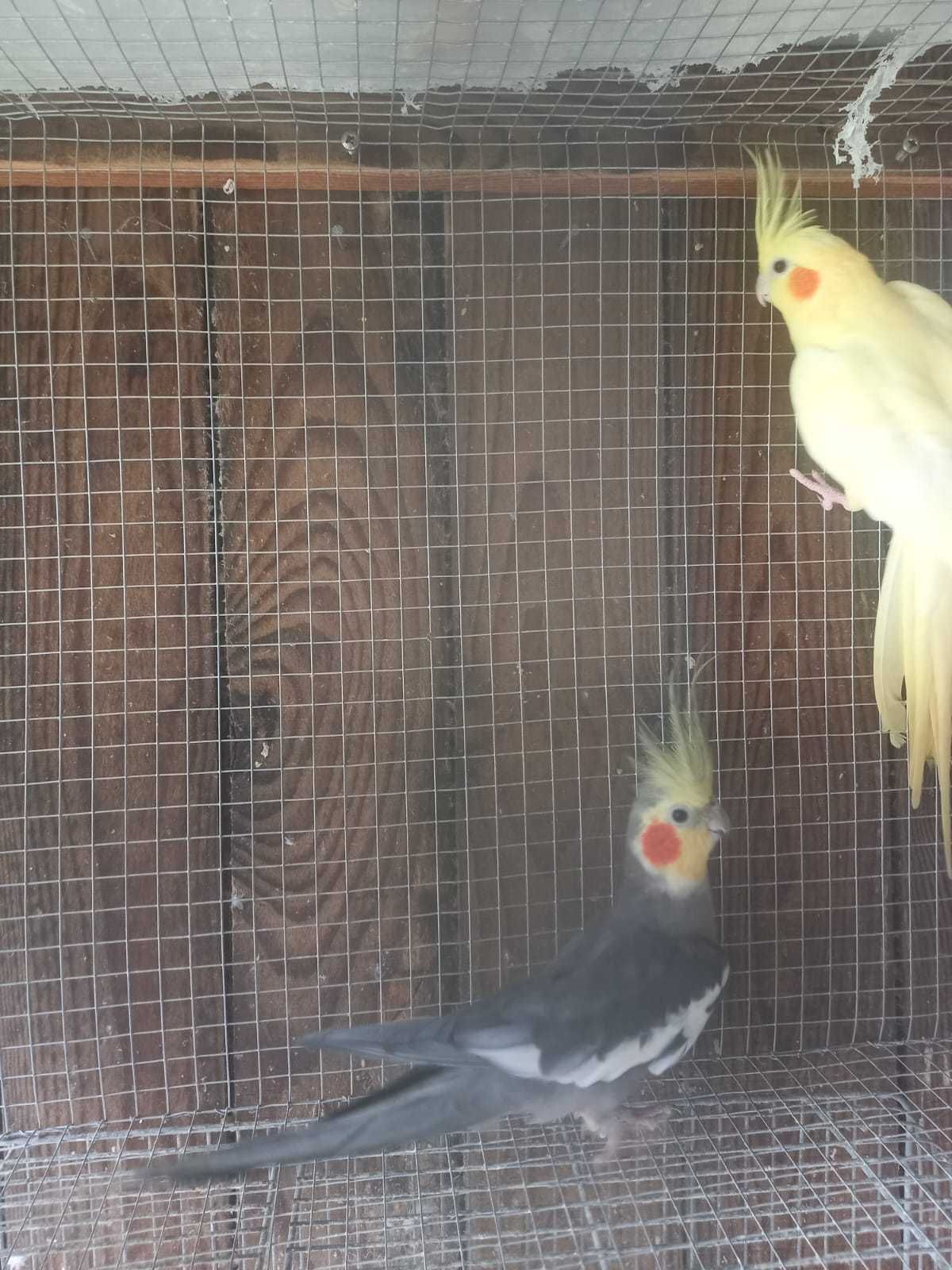 Casal de Caturras