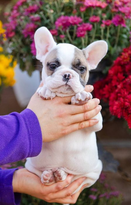 Біленький хлопчик французік