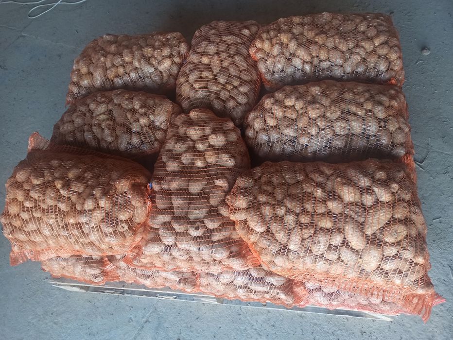 Ziemniaki paszowe zeszłoroczne, bez kiełka