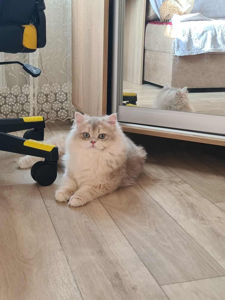 Золотий британський котик
