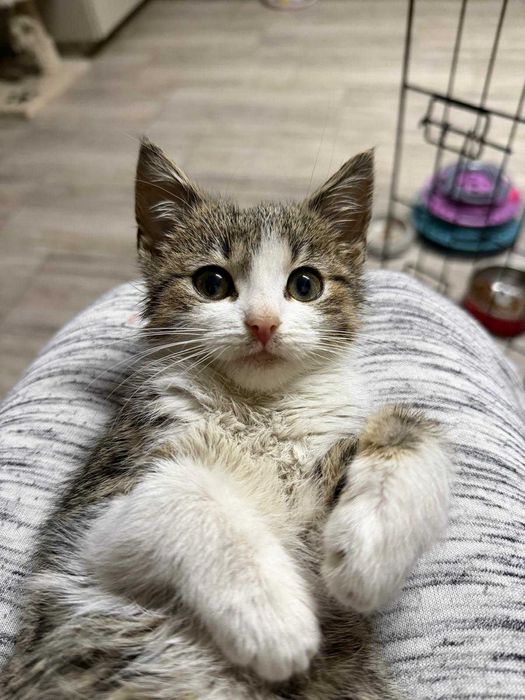 Urocza Lilka szuka domu