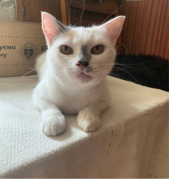 Кошечка Алиса ищет срочно дом!