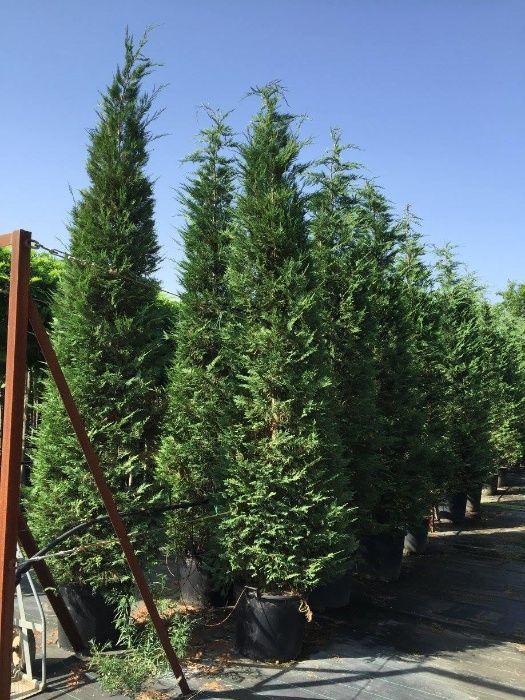 CAMPANHA 2024/2025 - Photinias/Ciprestes/Lauros/Plantas/Jardim