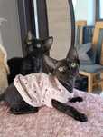 Devon rex  rodowód FPL
