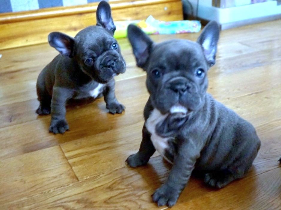 Бульдожки міні розмір