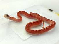 Wąż zbożowy Hypo Bloodred Tessera High Pied Sided het charcoal
