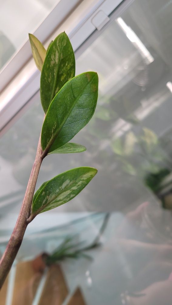 Zamioculcas / Zamiokulkas variegata