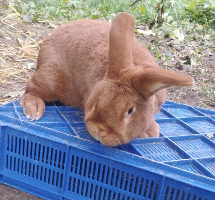 Sprzedam nowozelandy WSJ