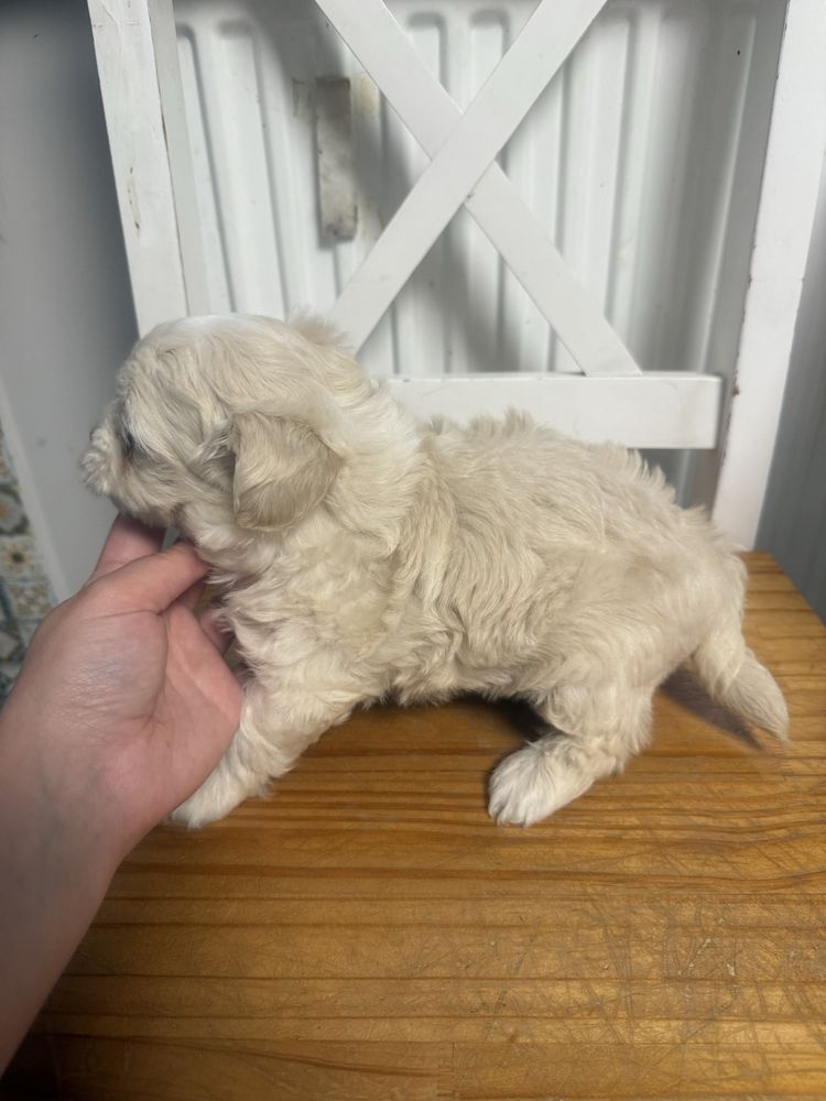 Maltipoo sunia juz do odbioru tata pudel toy badania