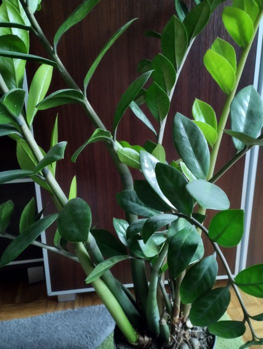 Piękny duży Zamiokulkas około 70 cm