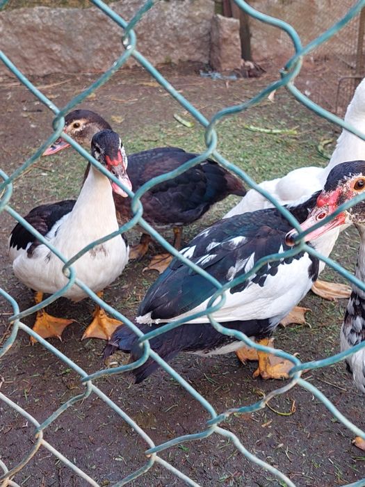 Patas novas pontas a criarem