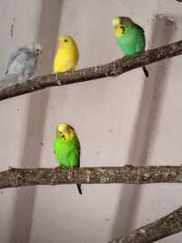 Papugi z  woliery