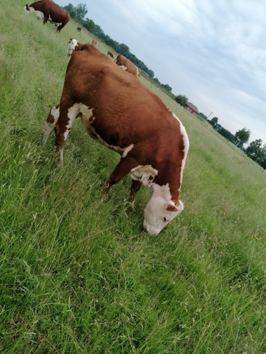 Byczki mięsne rasy Hereford