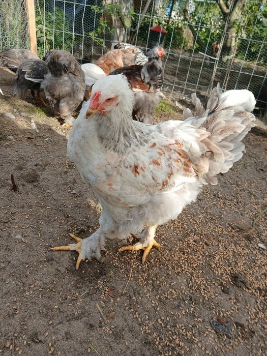 Piękne Brahmy olbrzymie