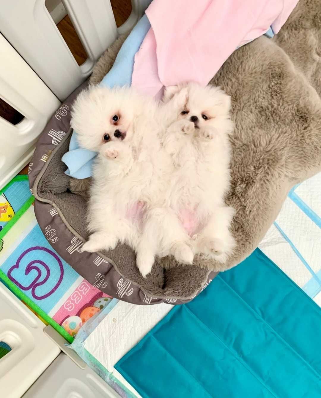 Szpic Miniaturowy Biały Pomeranian
