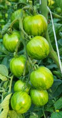 pomidor Tigerella nasiona kolekcjonerskie