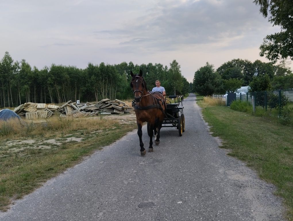 Klacz Śląska sprzedam