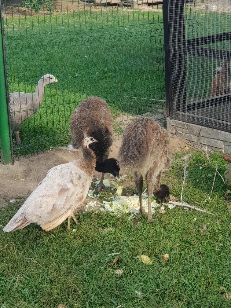 emu trzy i pół miesieczne