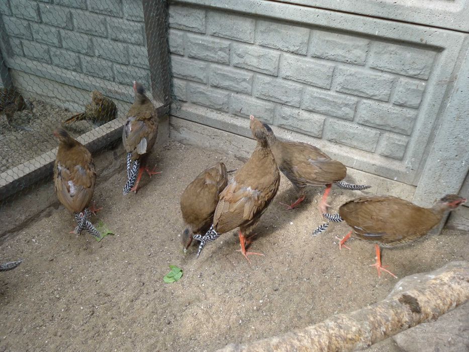 Bażant Bażanty srebrne 2025