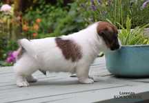 Jack Russell Terrier - piesek z rodowodem ZKwP