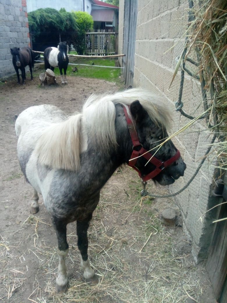Sprzedam ogierka