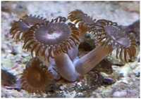Zoa purple bee akwarium morskie szczepki fluo Zoanthus