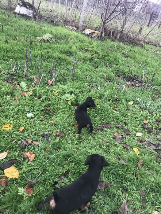 Продам щенков ягдтерьера