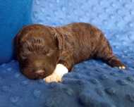 Lagotto Romagnolo brązowy piesek ZKwP/FCI