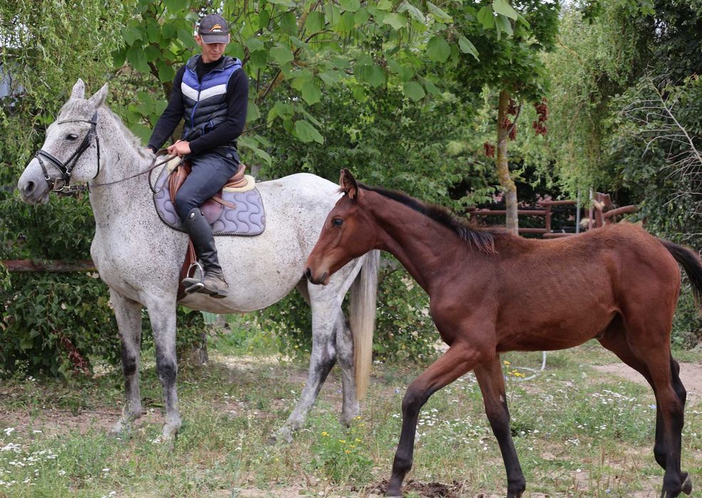 Źrebna klacz hodowlana Ellonor