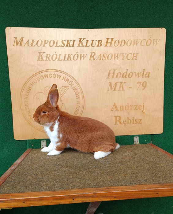 Królik Meklemburski Srokacz