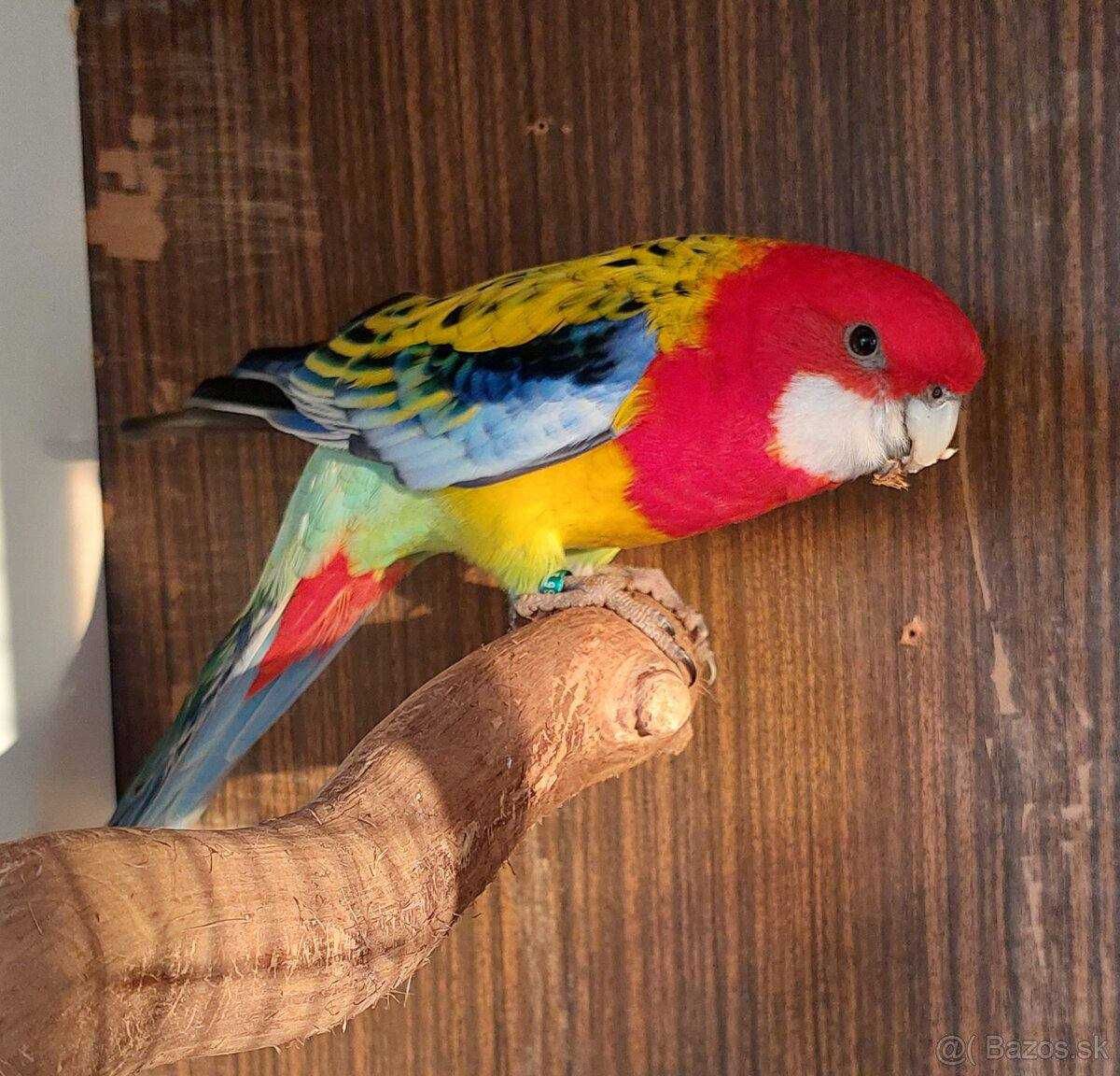 Экзотические попугаи Розеллы ждут вас: яркость и радость в вашем доме