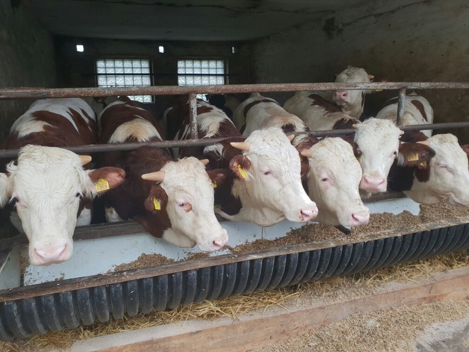 Sprzedam bydło samodzielne POLECAM