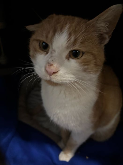 Miś kocurek JOGI prosi o domek