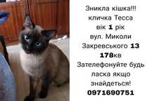 Зникла кішка тайської породи Київ Троєщина