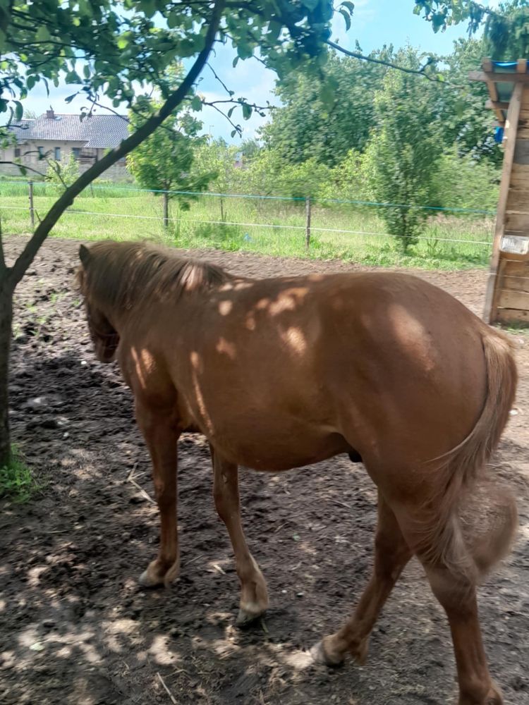 Sprzedam ogierka huculskiego