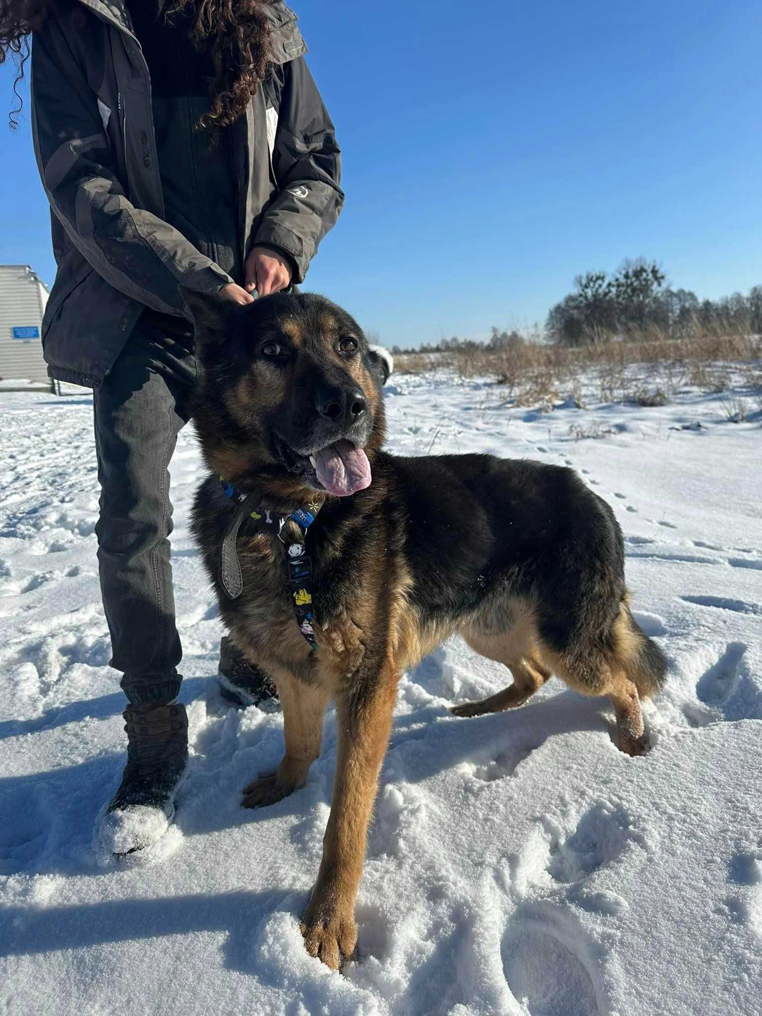 Hades - mądry psystojniak szuka domu ADOPCJA