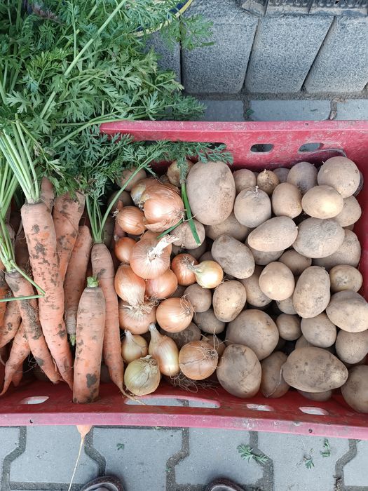 Sprzedam warzywa Prosto od Rolnika