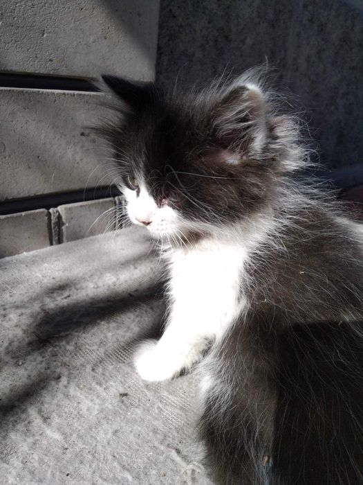 Котята Кошенята в добрі руки