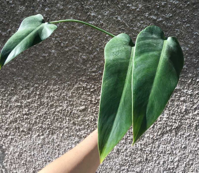 Philodendron filodendron Emerald Queen sadzonka cięta nr 5