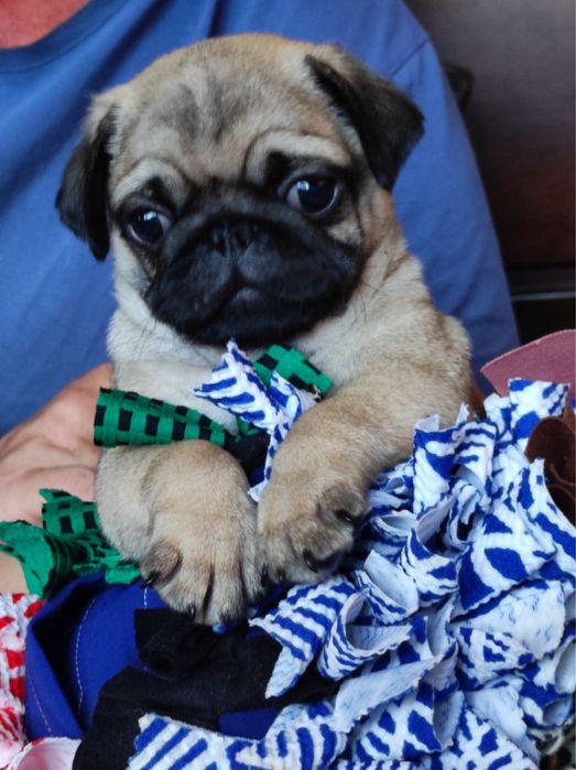 Великолепный мопсик